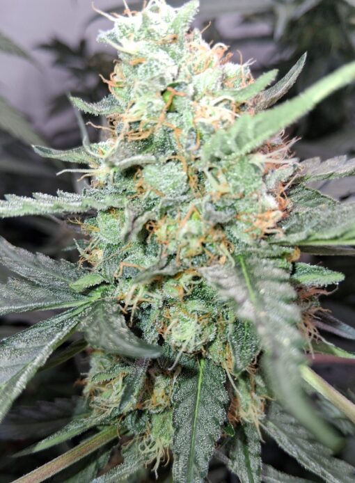 Grape Kush - Image 4