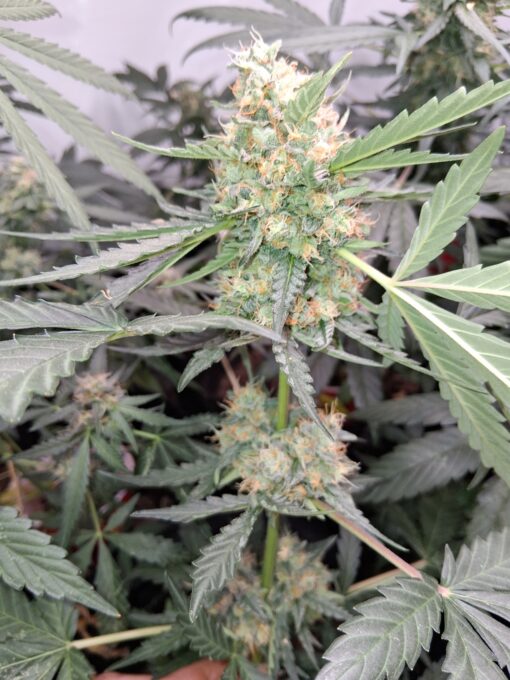 Grape Kush - Image 3