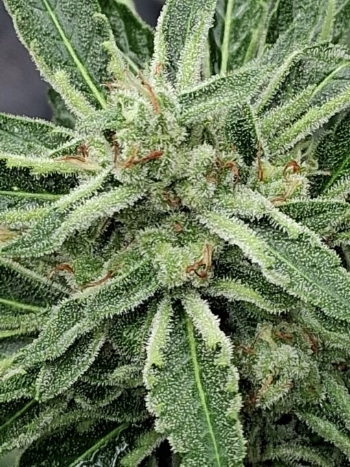 Grape Kush - Image 5