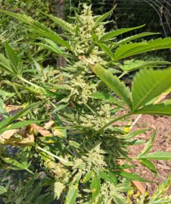 Alternative view of Grape Kush