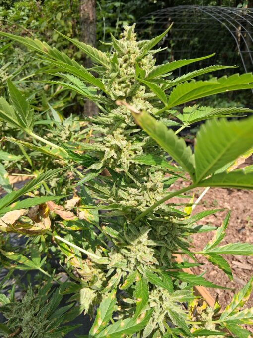 Grape Kush - Image 2