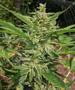 Grape Kush