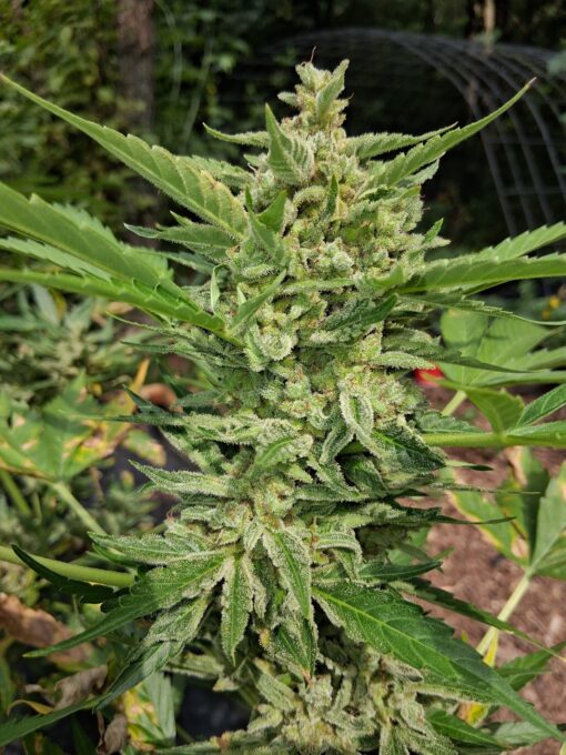 Grape Kush