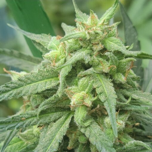 Grape Kush - Image 7