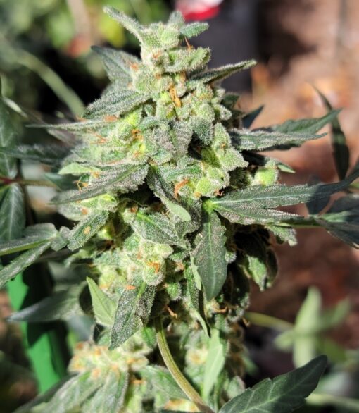 Grape Kush - Image 6