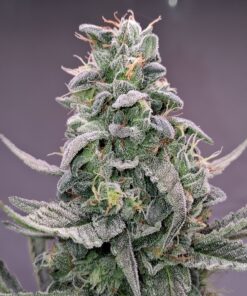 Alternative view of Aurora Berryalis